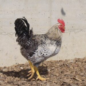 Coq d'élevage