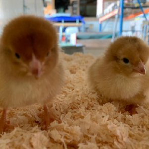 Poussins et poulets Ruby