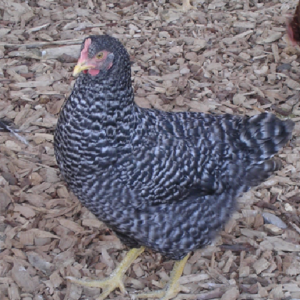 Sperber (bleue de Hollande)