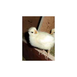 Poussins et poulets JA757