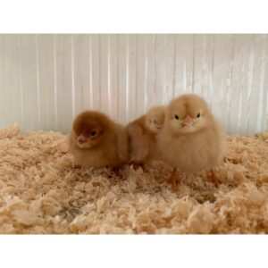 Poussines de ponte brunes