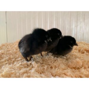 Poussines de ponte Sperber