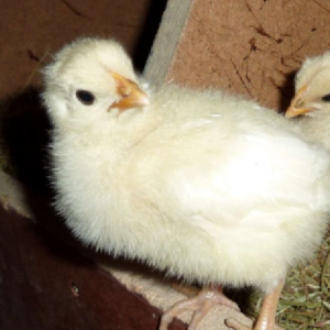 Poussins et poulets JA757