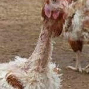Abattage vieilles poules