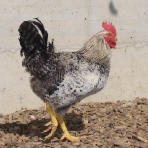Coq d'élevage