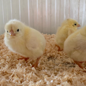 Poussins Ross blanc