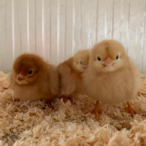 Poussines de ponte brunes