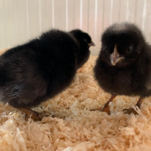 Poussines de ponte noires