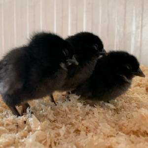 Poussines de ponte Sperber