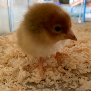 Poussins BIO